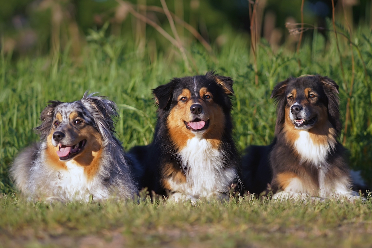 Common Health Complications in Popular Dog Breeds