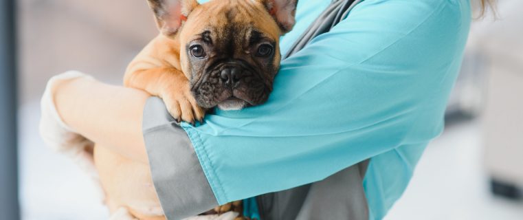Taking Care of Your Pet: Common Health Complications in Popular Dog Breeds